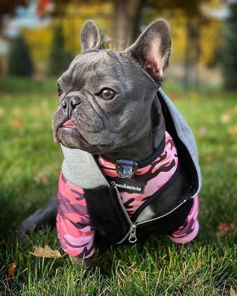 cute clothes for french bulldogs.